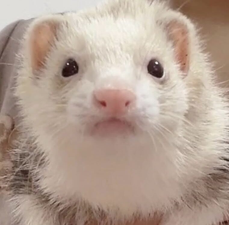 チュチュちゃん