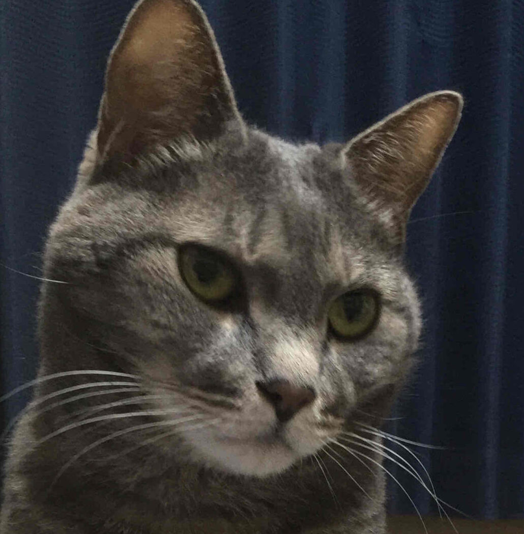 モカくん | こころみたす ペット思い出セレモニー