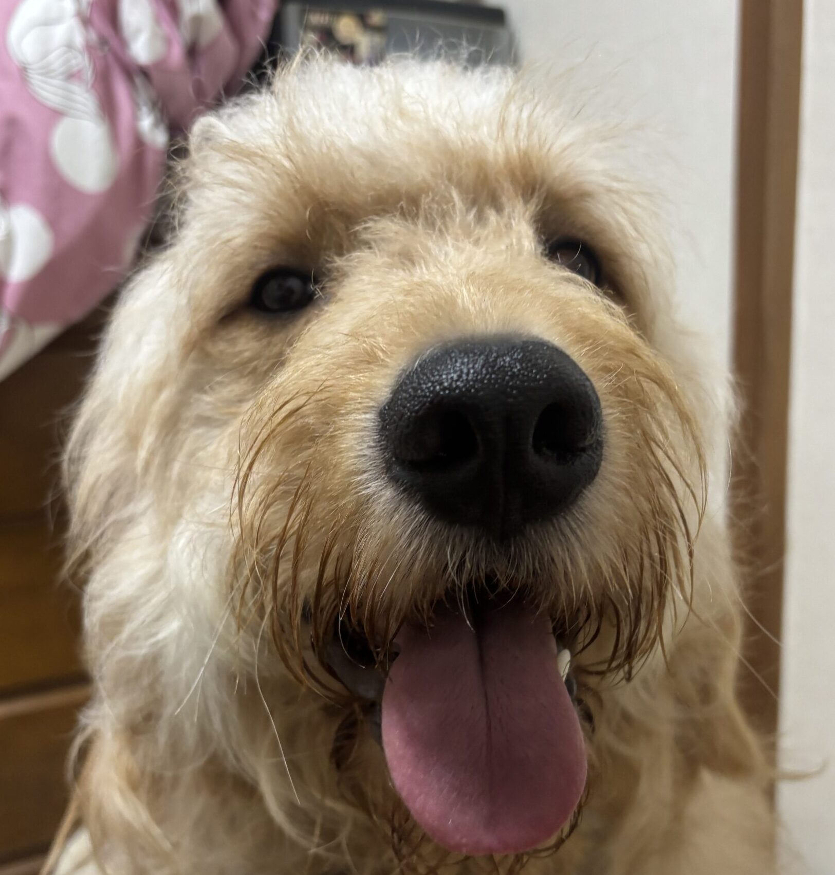 三太くん | こころみたす ペット思い出セレモニー