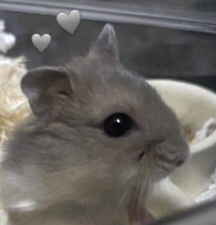 こころみたすペット思い出セレモニーにて葬儀したペットちゃん | リトル