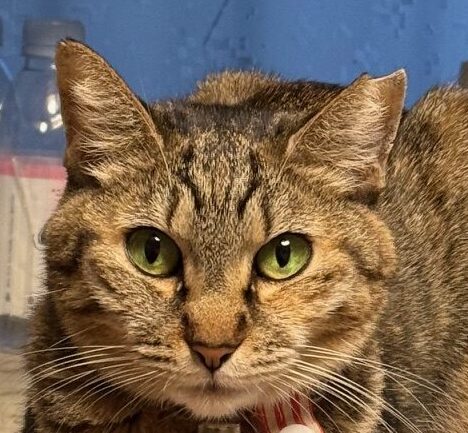 ここちゃん | こころみたす ペット思い出セレモニー