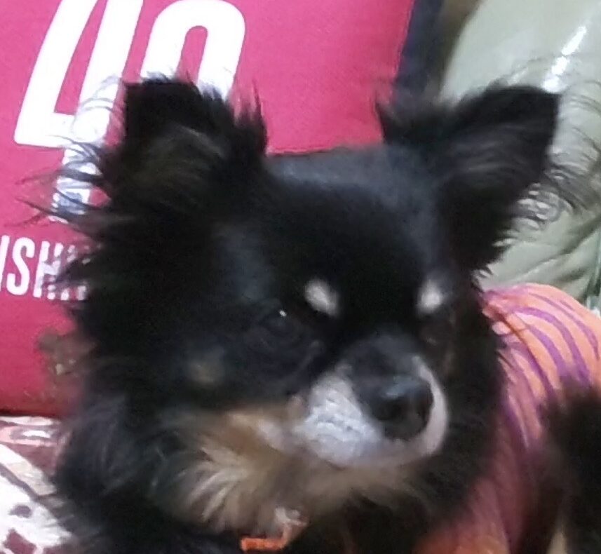 クルくん | こころみたす ペット思い出セレモニー