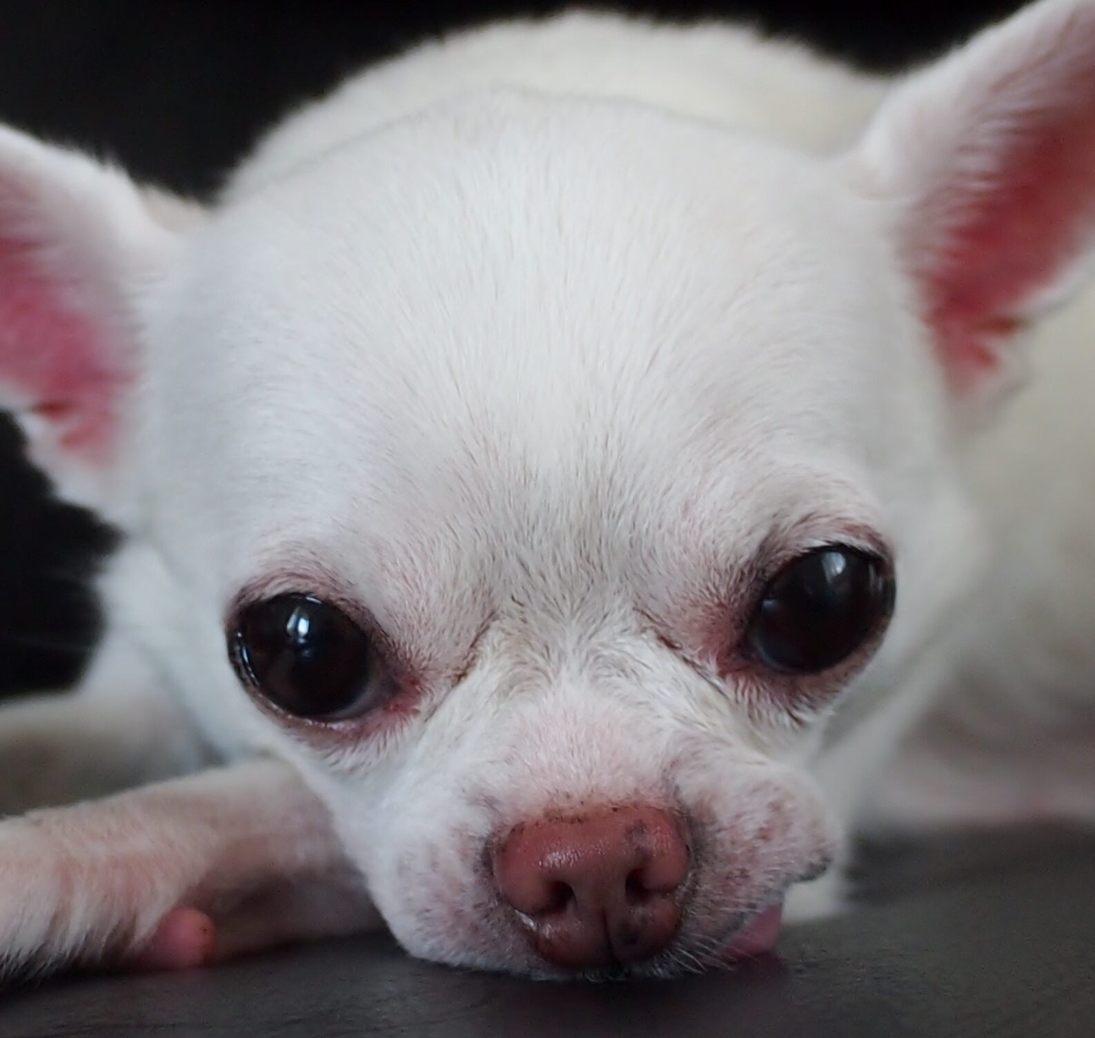 あずきくん | こころみたす ペット思い出セレモニー