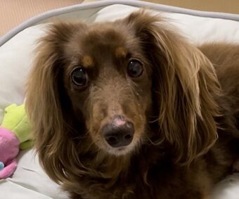 こころみたすペット思い出セレモニーにて葬儀したペットちゃん | ココくん