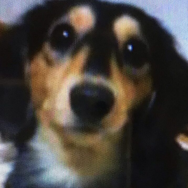 サスケくん | こころみたす ペット思い出セレモニー