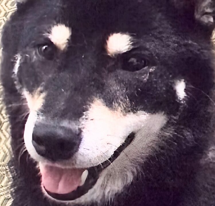 こころみたすペット思い出セレモニーにて葬儀したペットちゃん | アラレちゃん