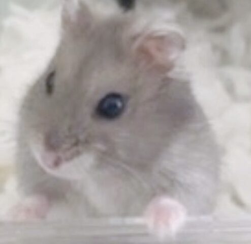 こころみたすペット思い出セレモニーにて葬儀したペットちゃん | ゆきはみちゃん