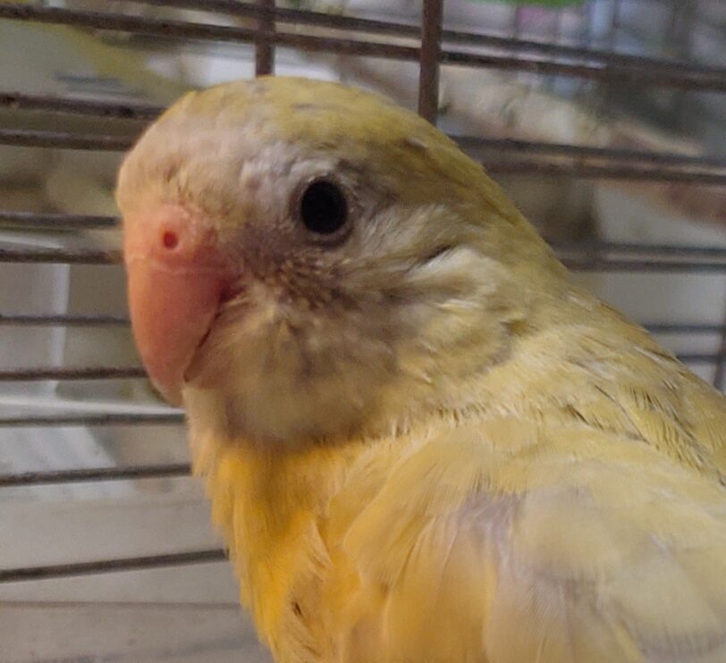 こころみたすペット思い出セレモニーにて葬儀したペットちゃん | メロディーちゃん