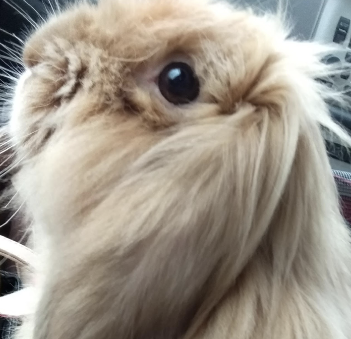 こころみたすペット思い出セレモニーにて葬儀したペットちゃん | サニーちゃん