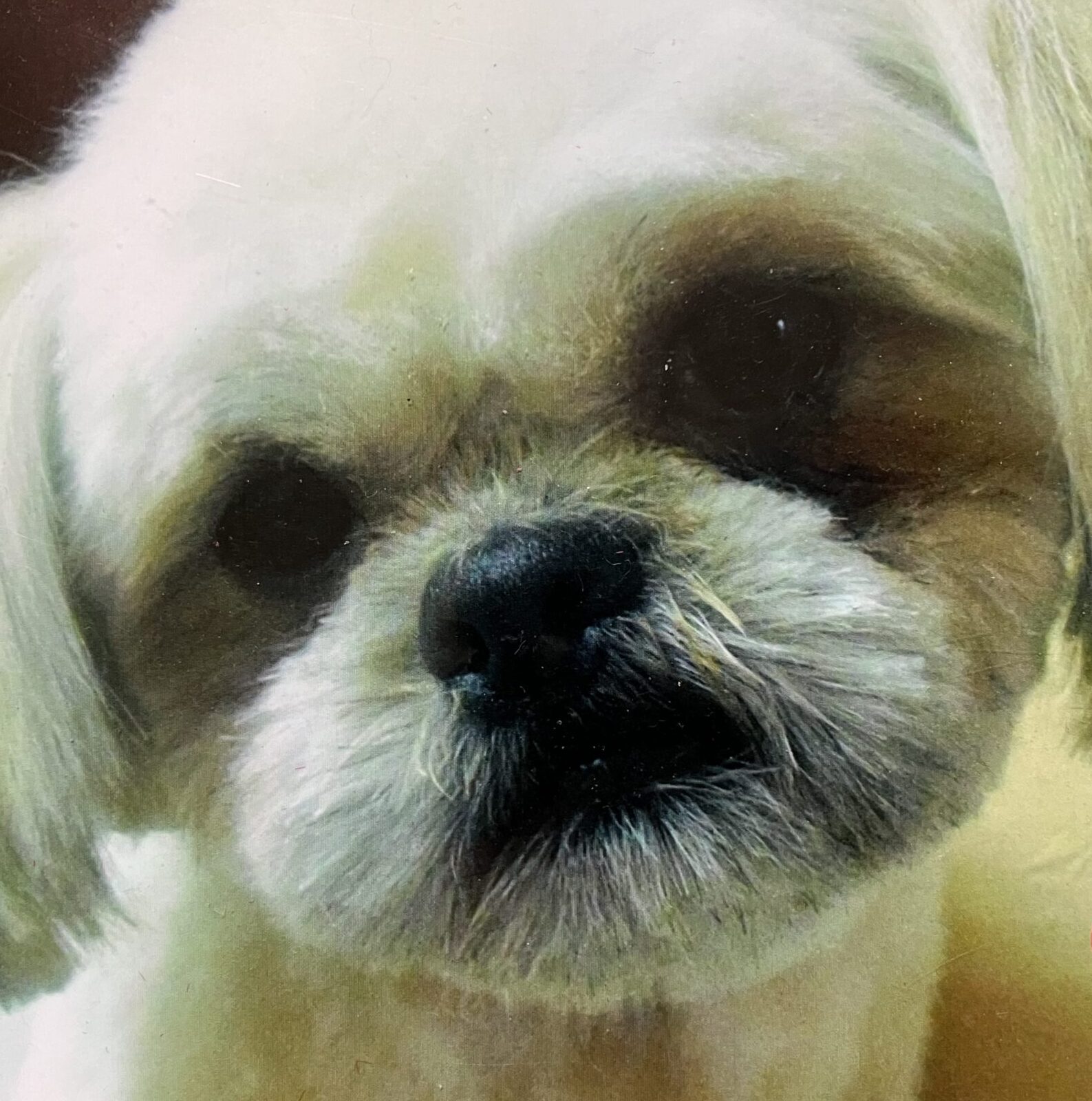 こころみたすペット思い出セレモニーにて葬儀したペットちゃん | コロくん