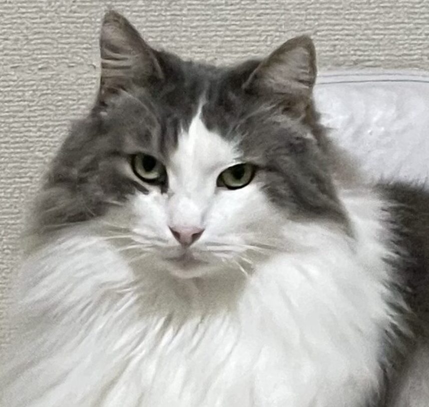 こころみたすペット思い出セレモニーにて葬儀したペットちゃん | のんくん