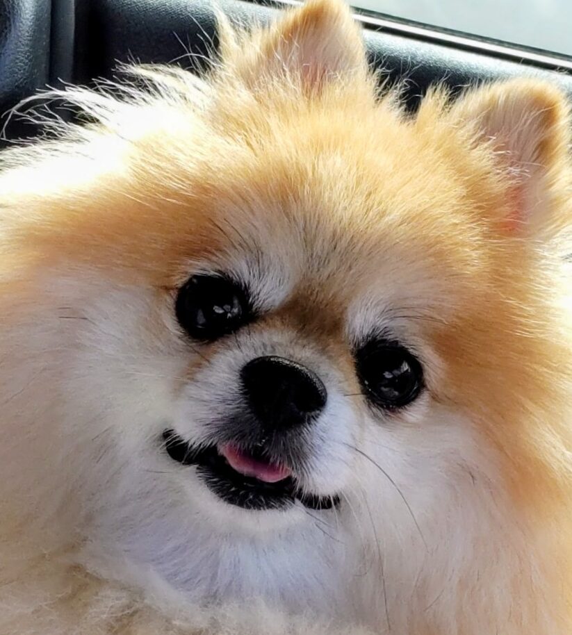 こころみたすペット思い出セレモニーにて葬儀したペットちゃん | まりんちゃん