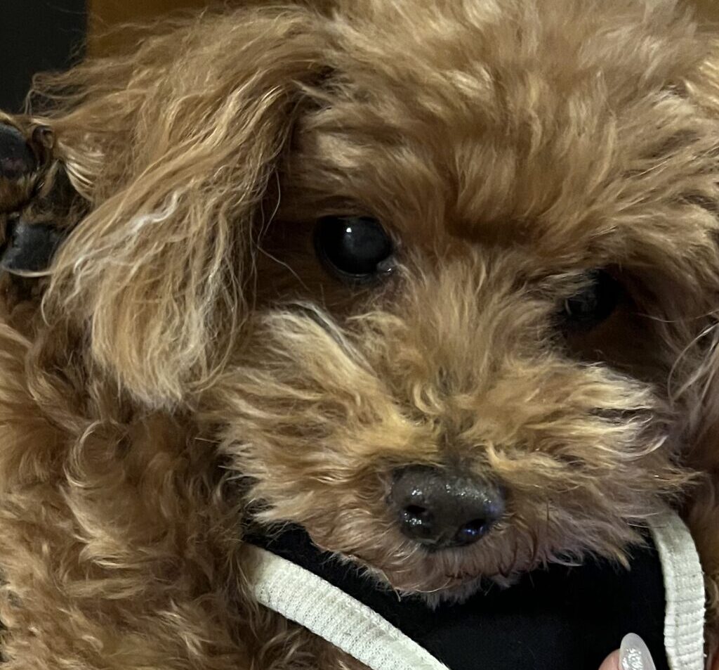 こころみたすペット思い出セレモニーにて葬儀したペットちゃん | ロンくん