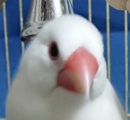 こころみたすペット思い出セレモニーにて葬儀したペットちゃん | ミルクくん