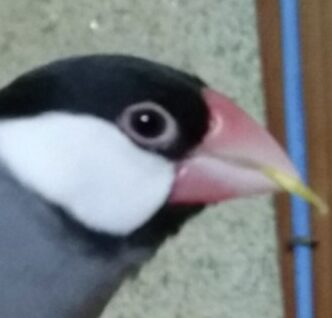 こころみたすペット思い出セレモニーにて葬儀したペットちゃん | チョコちゃん