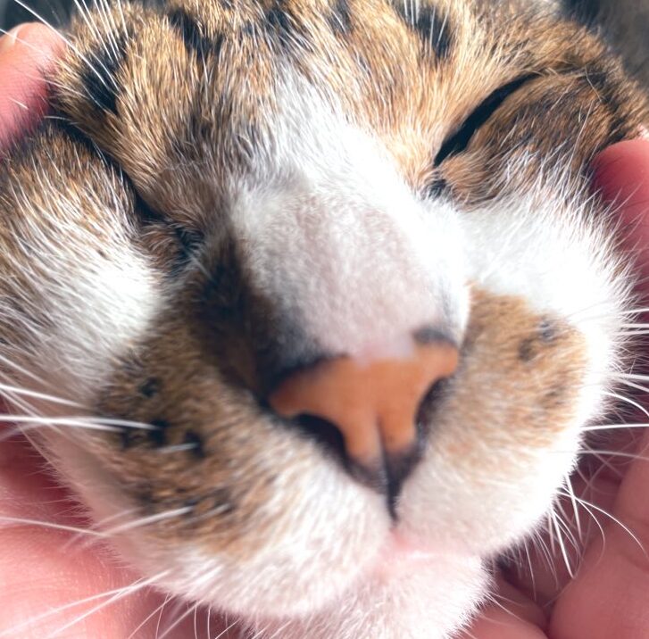 こころみたすペット思い出セレモニーにて葬儀したペットちゃん | エドくん