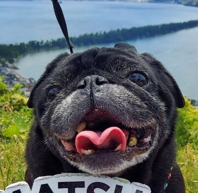 こころみたすペット思い出セレモニーにて葬儀したペットちゃん | パグ助くん