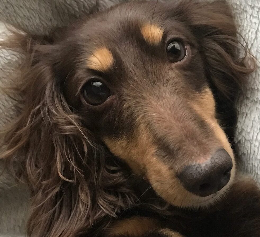 こころみたすペット思い出セレモニーにて葬儀したペットちゃん | エディくん