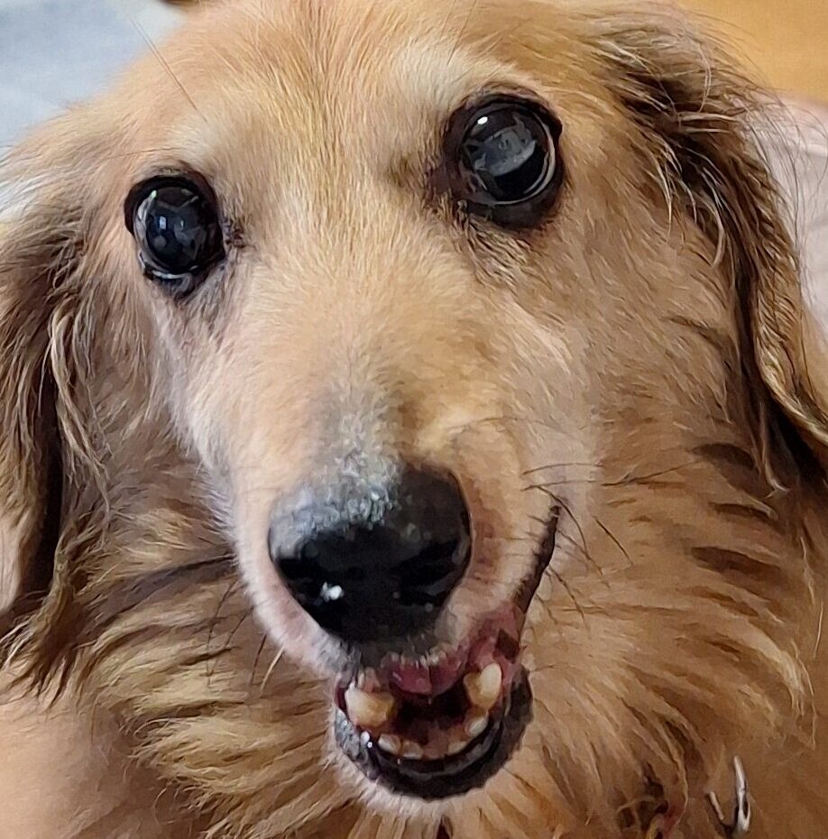 こころみたすペット思い出セレモニーにて葬儀したペットちゃん | ココアくん