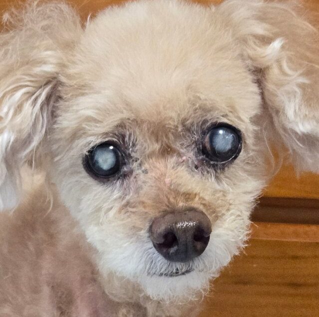 こころみたすペット思い出セレモニーにて葬儀したペットちゃん | 楓ちゃん