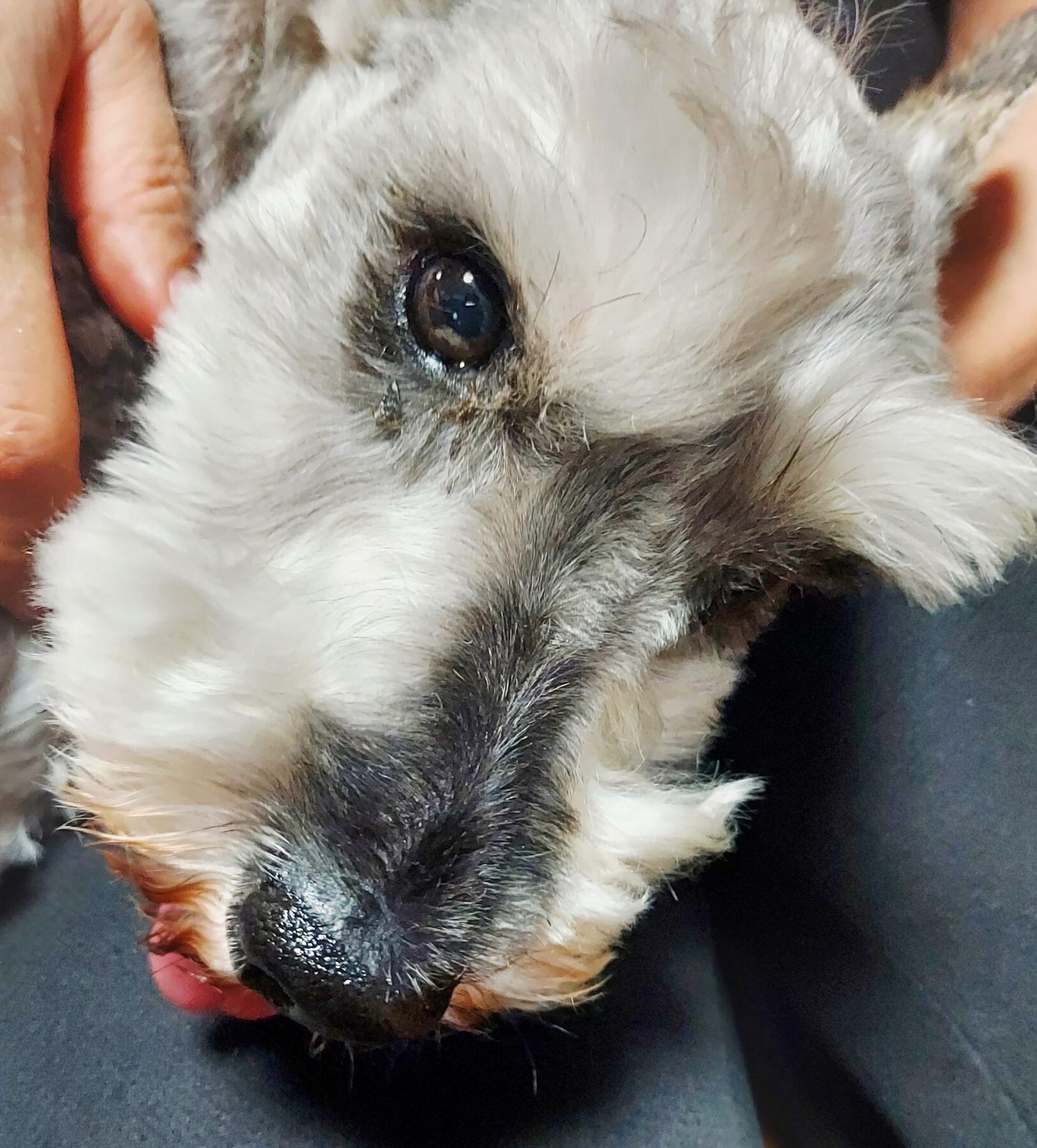 こころみたすペット思い出セレモニーにて葬儀したペットちゃん | もこくん