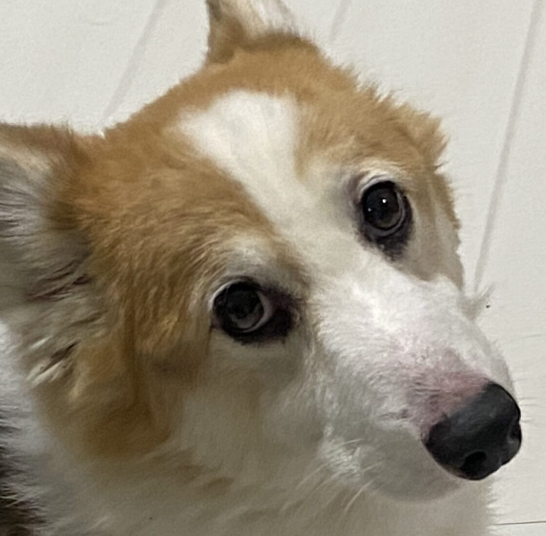 こころみたすペット思い出セレモニーにて葬儀したペットちゃん | ネネくん