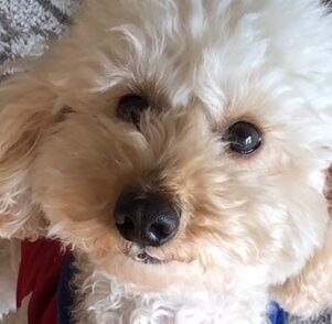 こころみたすペット思い出セレモニーにて葬儀したペットちゃん | モカちゃん