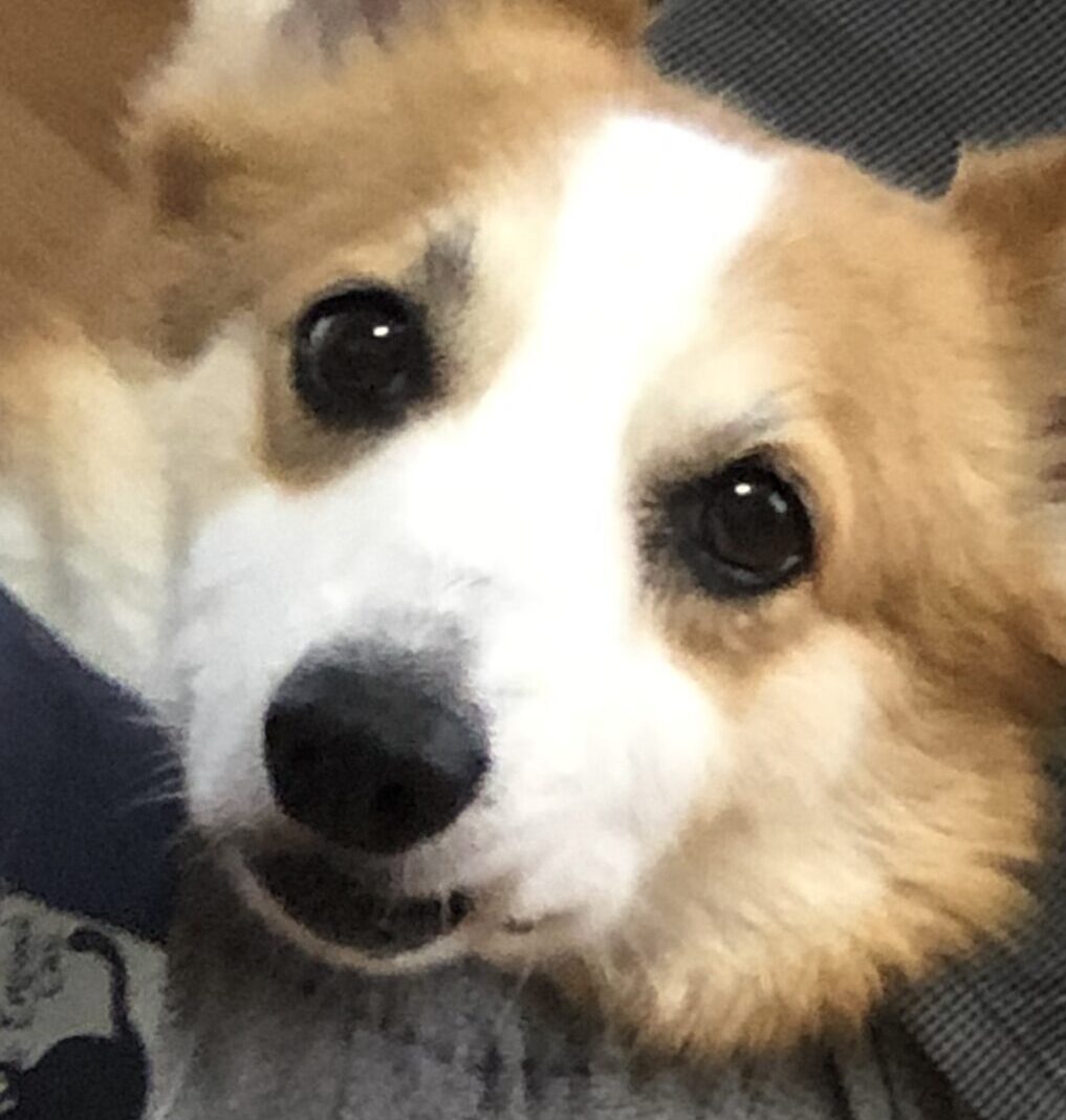 こころみたすペット思い出セレモニーにて葬儀したペットちゃん | ジルくん