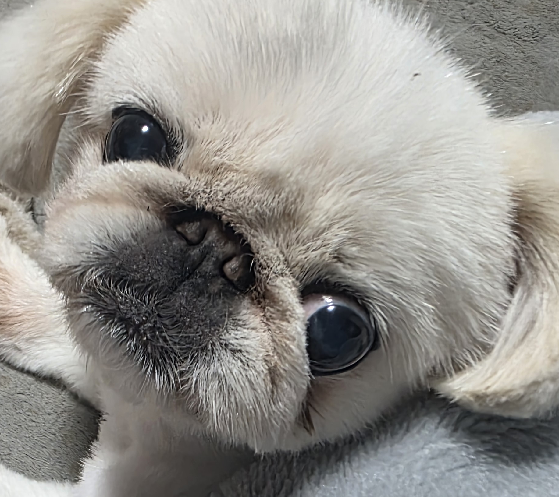 こころみたすペット思い出セレモニーにて葬儀したペットちゃん | ラニちゃん