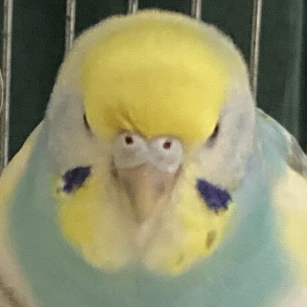 こころみたすペット思い出セレモニーにて葬儀したペットちゃん | そらちゃん