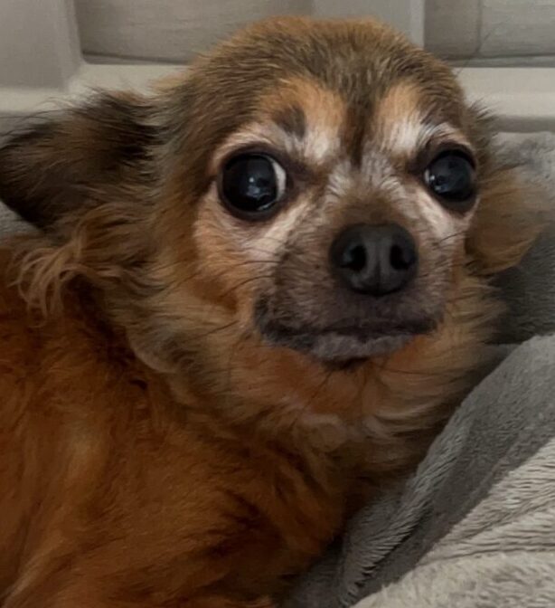 こころみたすペット思い出セレモニーにて葬儀したペットちゃん | ハニーちゃん