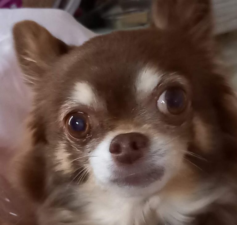 こころみたすペット思い出セレモニーにて葬儀したペットちゃん | ちゃこくん