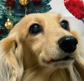 こころみたすペット思い出セレモニーにて葬儀したペットちゃん | ハグちゃん