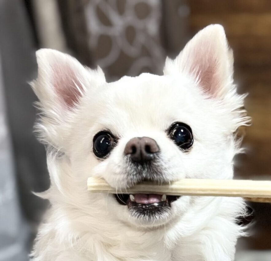 こころみたすペット思い出セレモニーにて葬儀したペットちゃん | モコくん