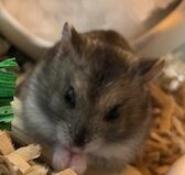 こころみたすペット思い出セレモニーにて葬儀したペットちゃん | いちごちゃん