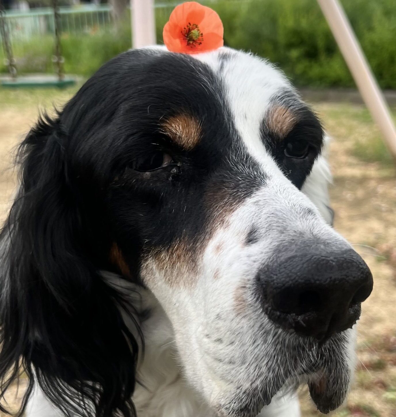 こころみたすペット思い出セレモニーにて葬儀したペットちゃん | アクジティピカル・リッヂキングちゃん