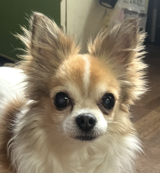 こころみたすペット思い出セレモニーにて葬儀したペットちゃん | レオンくん