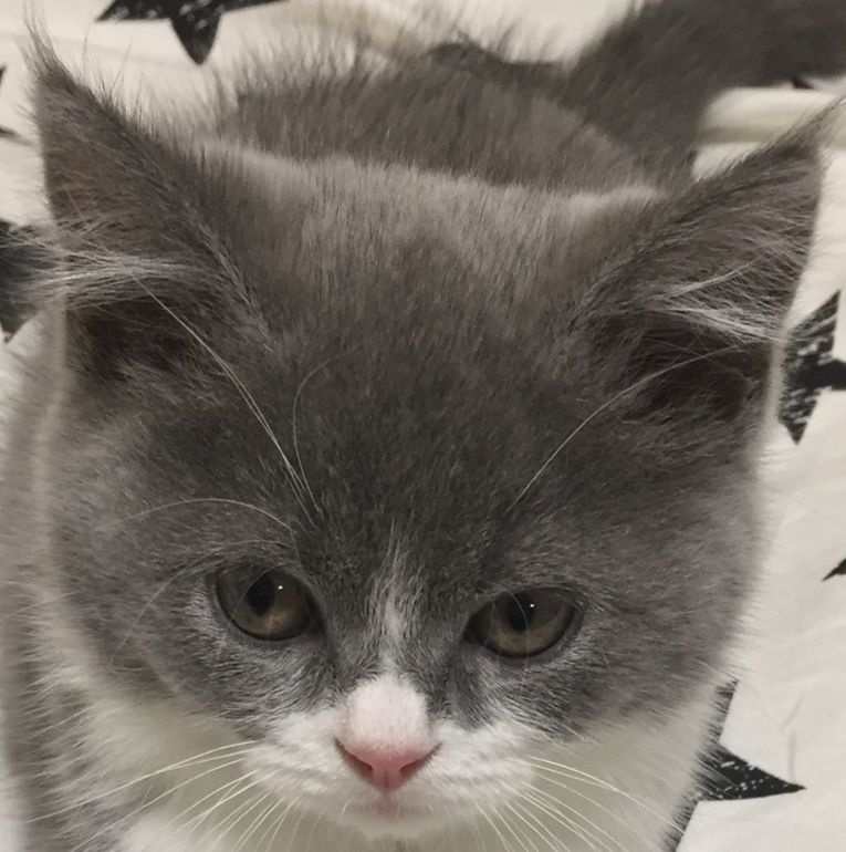 こころみたすペット思い出セレモニーにて葬儀したペットちゃん | セバスちゃん