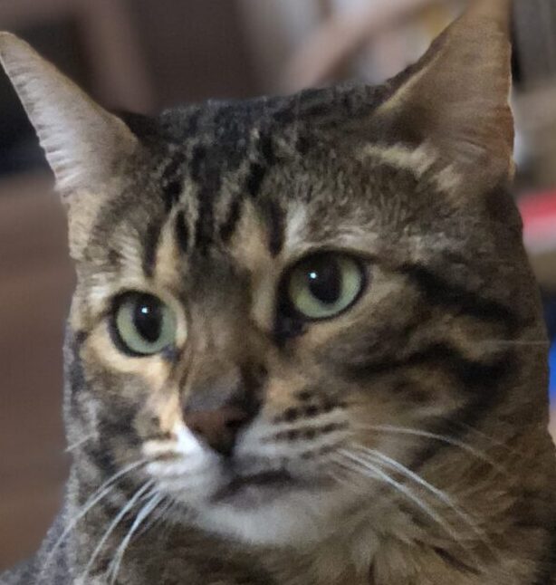 チョビくん | こころみたす ペット思い出セレモニー