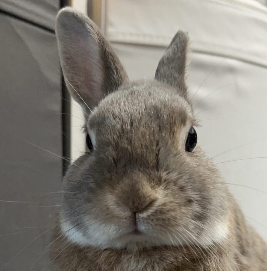 こころみたすペット思い出セレモニーにて葬儀したペットちゃん | ももくん