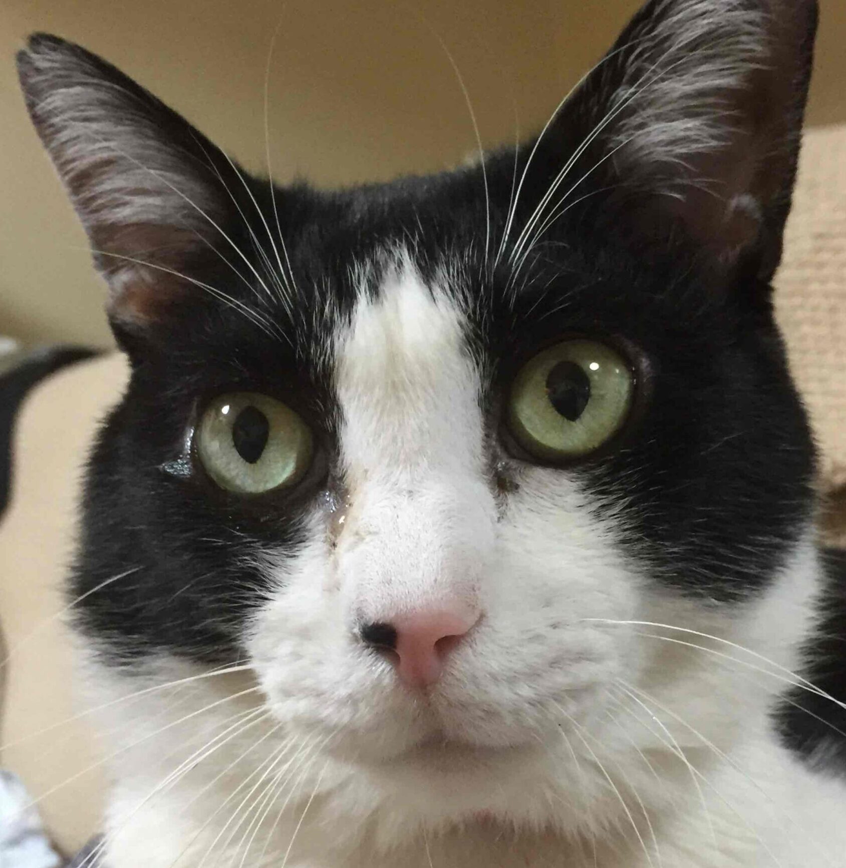 こころみたすペット思い出セレモニーにて葬儀したペットちゃん | ヤオくん