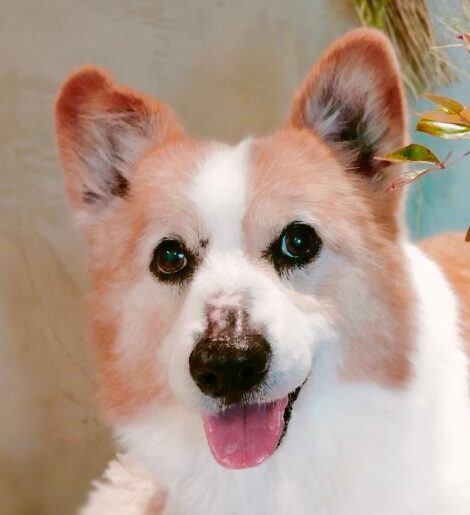 ラッキーくん | こころみたす ペット思い出セレモニー