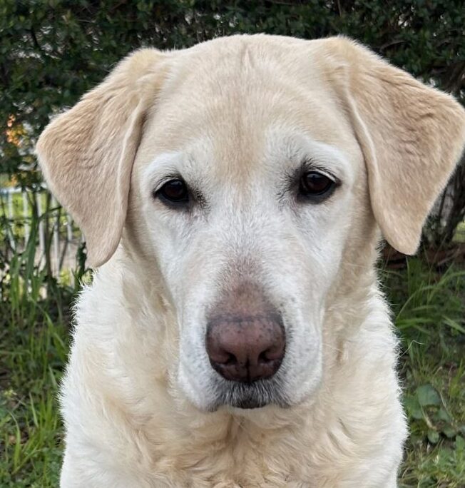 こころみたすペット思い出セレモニーにて葬儀したペットちゃん | ニコちゃん