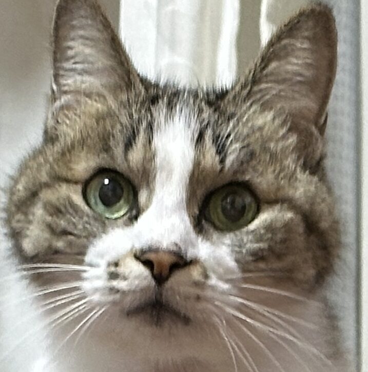 こころみたすペット思い出セレモニーにて葬儀したペットちゃん | ルナちゃん