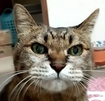 こころみたすペット思い出セレモニーにて葬儀したペットちゃん | トラくん