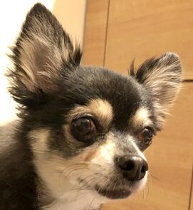 こころみたすペット思い出セレモニーにて葬儀したペットちゃん | 優くん