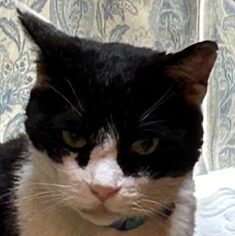 こころみたすペット思い出セレモニーにて葬儀したペットちゃん | タマサブロウくん