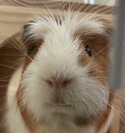 こころみたすペット思い出セレモニーにて葬儀したペットちゃん | ももくん