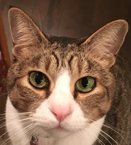 こころみたすペット思い出セレモニーにて葬儀したペットちゃん | しっくん