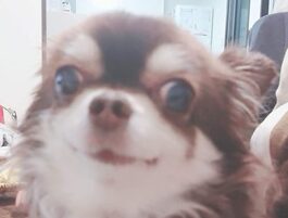 こころみたすペット思い出セレモニーにて葬儀したペットちゃん | ちょこちゃん